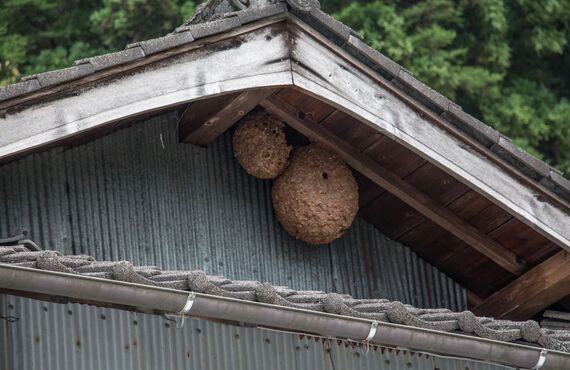 庭や外壁などの屋外から屋根裏まで県全域でハチの駆除に対応します | 福岡でハチ駆除をするなら株式会社LEAP