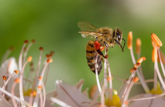 危険なスズメバチなどハチの駆除を行う会社を運営しています | 福岡でハチ駆除をするなら株式会社LEAP