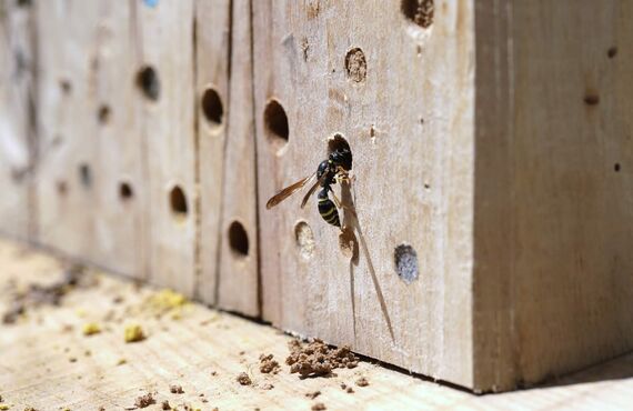 スズメバチやアシナガバチなどのハチの駆除の会社を運営しています | 福岡でハチ駆除をするなら株式会社LEAP