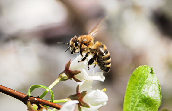 人を刺すミツバチなどのハチの駆除を行う会社を運営しています | 福岡でハチ駆除をするなら株式会社LEAP