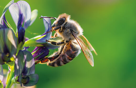 佐賀のミツバチのお悩みに迅速に対応いたします | 福岡でハチ駆除をするなら株式会社LEAP