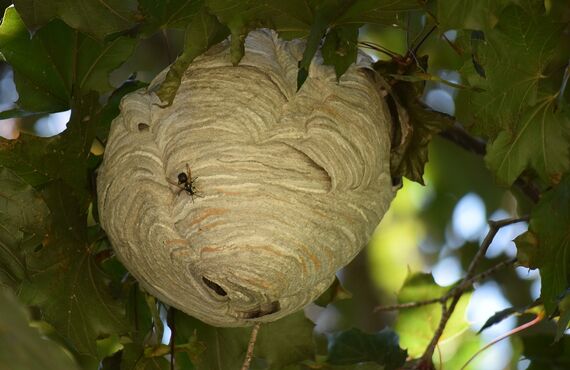 【福岡県】スズメバチの巣を屋根裏や高い場所で発見したら生活駆けつけ隊にお任せください！