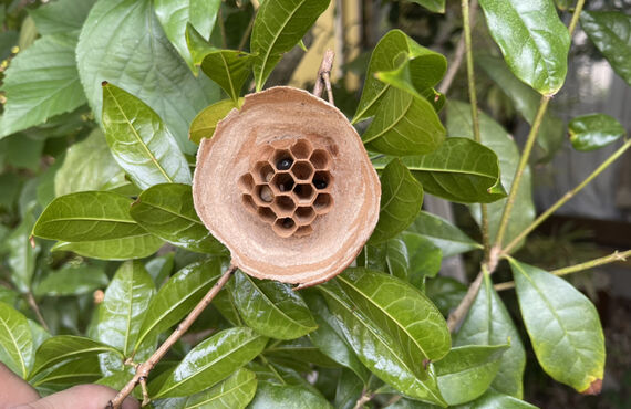 ハチの巣を放置するとどうなる？
